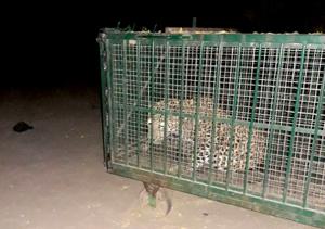 Forest department officials late on Wednesday trapped a leopard that attacked and injured five villagers in Barmer’s Nawatala Rathodan in Rajasthan.(HT Photo.) Forest department officials late on Wednesday trapped a leopard that attacked and injured five villagers in Barmer’s Nawatala Rathodan in Rajasthan.(HT Photo.)