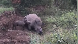 The rhino calf was crying next to her mother’s dead body, at the Pilanesberg national park in South Africa.(Video screengrab)