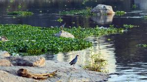 The 20-acre Dr Salim Ali Bird Sanctuary was popular with birdwatchers but now both birds and birders have abandoned it due to garbage dumping in the area(Shankar Narayan/HT) The 20-acre Dr Salim Ali Bird Sanctuary was popular with birdwatchers but now both birds and birders have abandoned it due to garbage dumping in the area(Shankar Narayan/HT)
