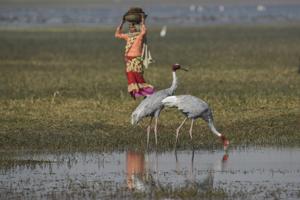 An ecosystem health assessment of wetlands under the 100 days programme of the Government of India indicated that one in every four wetlands had low to very low ecosystem health and faced high to very high threat. As wetlands degrade, so does their ability to make societies water, food and climate secure, and conserve the diversity of life.(Burhaan Kinu/HT PHOTO) An ecosystem health assessment of wetlands under the 100 days programme of the Government of India indicated that one in every four wetlands had low to very low ecosystem health and faced high to very high threat. As wetlands degrade, so does their ability to make societies water, food and climate secure, and conserve the diversity of life.(Burhaan Kinu/HT PHOTO)