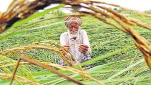 Waiver restricted to farmers with a landholding of up to 5 acres.(HT File Photo) Waiver restricted to farmers with a landholding of up to 5 acres.(HT File Photo)