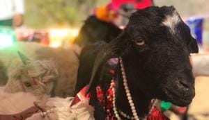 The bride and groom during 'swayamvar' on Sunday.(HT Photo) The bride and groom during 'swayamvar' on Sunday.(HT Photo)