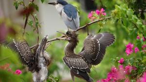 A Juvenile Black-crowned Night-Heron, one of the rare species that Chawla has managed to spot.(NEERAJ CHAWLA) A Juvenile Black-crowned Night-Heron, one of the rare species that Chawla has managed to spot.(NEERAJ CHAWLA)