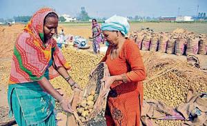 The past few years have witnessed surplus production of potatoes in the state and lack of buyers forced the farmers to dump their crop on roads after a steep crash in prices.(HT File) The past few years have witnessed surplus production of potatoes in the state and lack of buyers forced the farmers to dump their crop on roads after a steep crash in prices.(HT File)