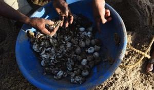 The turtle egg shells were found on Friday morning at Versova beach.(Satish Bate/HT Photo) The turtle egg shells were found on Friday morning at Versova beach.(Satish Bate/HT Photo)
