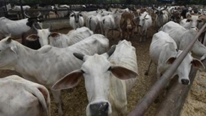 As per data available with the Punjab Gau Sewa (cow welfare) Commission, there are 3.8 lakh cows being looked after in the 512 gaushalas, and more than 1 lakh roam the streets.(HT File) As per data available with the Punjab Gau Sewa (cow welfare) Commission, there are 3.8 lakh cows being looked after in the 512 gaushalas, and more than 1 lakh roam the streets.(HT File)