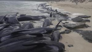 A supplied image of more than 150 short-finned pilot whales who became beached at Hamelin Bay, in Western Australia's south, on March 23, 2018. About 75 whales have died after beaching themselves, while another 50 are still alive on the beach and a further 25 are in the shallows.(WA Department of Biodiversity, Conservation and Attractions, Parks and Wildlife Service/AAP via AP) A supplied image of more than 150 short-finned pilot whales who became beached at Hamelin Bay, in Western Australia's south, on March 23, 2018. About 75 whales have died after beaching themselves, while another 50 are still alive on the beach and a further 25 are in the shallows.(WA Department of Biodiversity, Conservation and Attractions, Parks and Wildlife Service/AAP via AP)