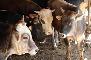 The Uttarakhand high court directed all civic bodies in the state to ensure disposal of blood and body parts of the sacrificed animals.(AFP/Picture for representation) The Uttarakhand high court directed all civic bodies in the state to ensure disposal of blood and body parts of the sacrificed animals.(AFP/Picture for representation)