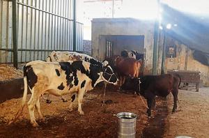 It was the second case of cow slaughter in less than a month in Dehradun.(HT File) It was the second case of cow slaughter in less than a month in Dehradun.(HT File)