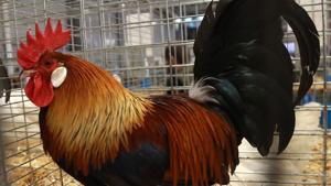 There is a practice of offering live roosters to deities by the relatives of the patients admitted to Goa Medical College.(AFP Photo/ Representative purpose) There is a practice of offering live roosters to deities by the relatives of the patients admitted to Goa Medical College.(AFP Photo/ Representative purpose)