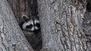 A raccoon rests in the hollow of a tree near Orchard Beach in New York.(AFP) A raccoon rests in the hollow of a tree near Orchard Beach in New York.(AFP)