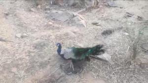 A peacock, with its legs caught in a metal trap, was spotted by residents and environmentalists near the Tata Raisina Residency in the Aravallis on December 8.(HT Photo)