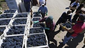 Tourists bring in the grapes they picked as part of their hands-on experience tour of Viu Manent vineyard in Colchagua, Chile.(AP Photo/Esteban Felix) Tourists bring in the grapes they picked as part of their hands-on experience tour of Viu Manent vineyard in Colchagua, Chile.(AP Photo/Esteban Felix)