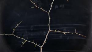 A thorny branch of the Christ's Thorn Jujube tree is seen in the laboratory of Dr. Shabtai Cohen, at the Volcani Agricultural Research Centre in Beit Dagan, Israel.(Reuters Photo) A thorny branch of the Christ's Thorn Jujube tree is seen in the laboratory of Dr. Shabtai Cohen, at the Volcani Agricultural Research Centre in Beit Dagan, Israel.(Reuters Photo)