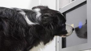 A Border Collie takes part in a touchscreen experiment at the University of Veterinary Medicine in Vienna.(AFP) A Border Collie takes part in a touchscreen experiment at the University of Veterinary Medicine in Vienna.(AFP)