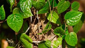 (Magahi paan (betel vine) is an expensive variety of betel which is grown in Aurangabad, Gaya and Nalanda districts of central Bihar. It’s non-fibrous, sweeter, tastier and the softest of the lot (Shutterstock/Representative image)) (Magahi paan (betel vine) is an expensive variety of betel which is grown in Aurangabad, Gaya and Nalanda districts of central Bihar. It’s non-fibrous, sweeter, tastier and the softest of the lot (Shutterstock/Representative image))