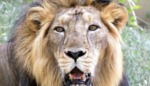 The lion population rose from an alarmingly low 13 in 1913 to a healthy 523 in 2015. And 40% of these lions now live in Amreli, Bhavnagar, Gir Somnath and Porbandar districts in the Saurashtra region, moving through 19 corridors covering 22,000 square km.(AP file photo) The lion population rose from an alarmingly low 13 in 1913 to a healthy 523 in 2015. And 40% of these lions now live in Amreli, Bhavnagar, Gir Somnath and Porbandar districts in the Saurashtra region, moving through 19 corridors covering 22,000 square km.(AP file photo)