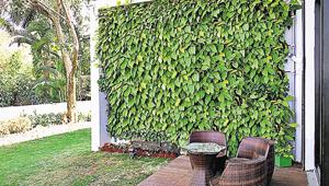 A vertical garden is energy efficiency and creates wind protection during winter months .(Shankar Narayan/HT Photo) A vertical garden is energy efficiency and creates wind protection during winter months .(Shankar Narayan/HT Photo)