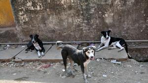 The population of strays in the city has been estimated at around 50,000, which was around 11,000, five years ago.(HT PHOTO)