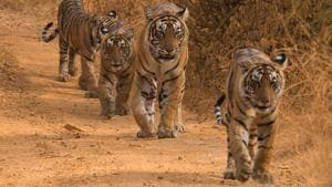 Lightning is the granddaughter of India’s most iconic and endearing big cat, Machhli, which died of old age in 2016.(HT File) Lightning is the granddaughter of India’s most iconic and endearing big cat, Machhli, which died of old age in 2016.(HT File)