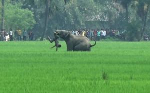 This file photo taken on March 20, 2016 shows an elephant attacking an Indian man in a field in Baghasole village in Burdwan district in West Bengal.(AFP) This file photo taken on March 20, 2016 shows an elephant attacking an Indian man in a field in Baghasole village in Burdwan district in West Bengal.(AFP)