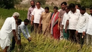 Farmers survey damaged paddy crop in Suryapet district of Telangana.(HT PHOTO)