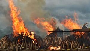 Kenya Wildlife Services burns illegal stockpiles of burning elephant tusks and ivory figurines at the Nairobi National Park in 2016. Members of Britain’s royal family including Prince Charles and Prince William have campaigned against slaughter of elephants for ivory.(AFP File) Kenya Wildlife Services burns illegal stockpiles of burning elephant tusks and ivory figurines at the Nairobi National Park in 2016. Members of Britain’s royal family including Prince Charles and Prince William have campaigned against slaughter of elephants for ivory.(AFP File)