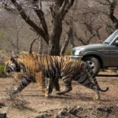 Tiger RT-91 that was shifted to Mukundra Hills Tiger reserve(HT Photo)