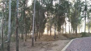 The Noida authority has started making walkways in the park that is being developed in Sector 91. Nearly 3,500 trees have to be cut to build the park.(HT Photo) The Noida authority has started making walkways in the park that is being developed in Sector 91. Nearly 3,500 trees have to be cut to build the park.(HT Photo)