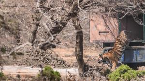 The three-and-a-half-year-old tiger, RT-91, which was recently translocated from Ranthambore National Park to Mukundra Hills Tiger Reserve.(HT Photo) The three-and-a-half-year-old tiger, RT-91, which was recently translocated from Ranthambore National Park to Mukundra Hills Tiger Reserve.(HT Photo)
