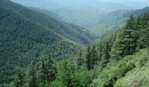 India’s forest cover measures 7,08,27,300 hectare.(File photo)