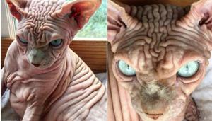 Xherdan is not your average cat. With more than 6,000 followers on Instagram, he is taking the internet by storm. (Instagram) Xherdan is not your average cat. With more than 6,000 followers on Instagram, he is taking the internet by storm. (Instagram)