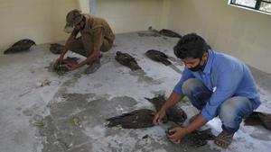 Veterinary doctors treat sick black kites at Bengal Safari veterinary hospital in Siliguri after around 50 birds were found dead overnight and several others were found in a sick condition.(AFP)