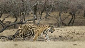 RT-91 alias Mirza has spent almost six days in the 24-hectare enclosure in MHTR.(HT FILE) RT-91 alias Mirza has spent almost six days in the 24-hectare enclosure in MHTR.(HT FILE)