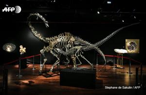 Skeletons of an allosaurus and a diplodocus are up for auction in Paris, marketed as hip interior design objects(AFP Photo) Skeletons of an allosaurus and a diplodocus are up for auction in Paris, marketed as hip interior design objects(AFP Photo)