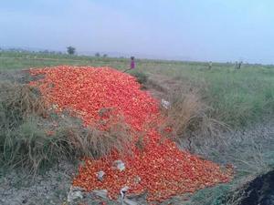 Tomatoes dumped in an agriculture field in Shahganj area of Sehore district by a farmer(HT photo) Tomatoes dumped in an agriculture field in Shahganj area of Sehore district by a farmer(HT photo)