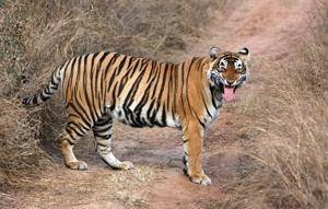 The Sariska tiger, ST-5 went missing since more than a month and half from the reserve in Rajasthan.(File Photo/HT.) The Sariska tiger, ST-5 went missing since more than a month and half from the reserve in Rajasthan.(File Photo/HT.)