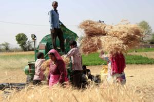 Farmers thresh the harvested wheat crop in the outskirts of Ajmer in the Indian state of Rajasthan.(Representative Picture/AFP File .) Farmers thresh the harvested wheat crop in the outskirts of Ajmer in the Indian state of Rajasthan.(Representative Picture/AFP File .)