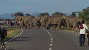 File photo of a herd of wild elephants crossing a road at Sonahatu in Ranchi.(Sanjoy Dey/ HT file photo) File photo of a herd of wild elephants crossing a road at Sonahatu in Ranchi.(Sanjoy Dey/ HT file photo)