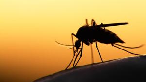 The use of insecticide-treated bed nets has helped to cut deaths from malaria over the years.(Shutterstock) The use of insecticide-treated bed nets has helped to cut deaths from malaria over the years.(Shutterstock)
