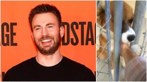 Chris Evans fell in love at fist sight with Dodger. Chris Evans fell in love at fist sight with Dodger.