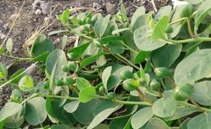 The caper bush is a very hardy plant that thrives in arid landscapes The caper bush is a very hardy plant that thrives in arid landscapes