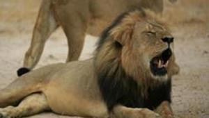 This handout photo of a Zimbabwean lion called This handout photo of a Zimbabwean lion called