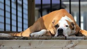 There is a valid reason why your dog might follow you to the loo.(Shutterstock) There is a valid reason why your dog might follow you to the loo.(Shutterstock)