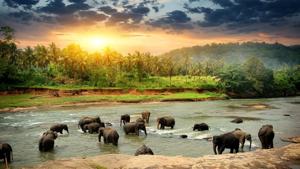 Plan your summer holiday now. Sri Lanka has heritage properties, rich culture, diverse landscape and seafood-based cuisine.(Shutterstock) Plan your summer holiday now. Sri Lanka has heritage properties, rich culture, diverse landscape and seafood-based cuisine.(Shutterstock)