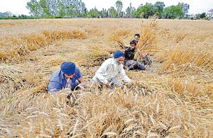 As the recent rains led to increase in moisture content of the wheat crop, Jalandhar grain markets have witnessed less arrival of crop even after three days of Baisakhi.(Pardeep Pandit/HT) As the recent rains led to increase in moisture content of the wheat crop, Jalandhar grain markets have witnessed less arrival of crop even after three days of Baisakhi.(Pardeep Pandit/HT)