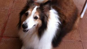 Sassy, the dog that died.(HT) Sassy, the dog that died.(HT)