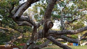 The Telangana forest department is administering saline treatment to a centuries-old tree in the Mahbubnagar district to save its life.(HT Photo) The Telangana forest department is administering saline treatment to a centuries-old tree in the Mahbubnagar district to save its life.(HT Photo)