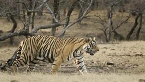 Territorial disputes have been rising in the Ranthambore National Park due to increase in tiger population. (Representational image)(Himanshu Vyas /HT File) Territorial disputes have been rising in the Ranthambore National Park due to increase in tiger population. (Representational image)(Himanshu Vyas /HT File)