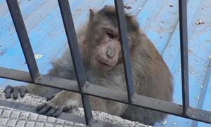 One of the monkeys that entered Mayur Maru’s residence last week.(HT photo) One of the monkeys that entered Mayur Maru’s residence last week.(HT photo)